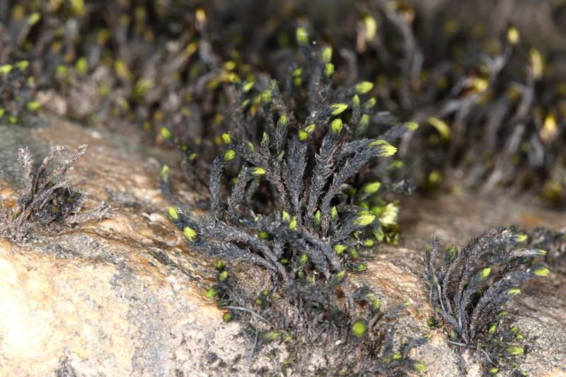 Schistidium rivulare